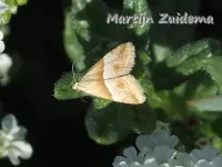 [Eublemma parva]